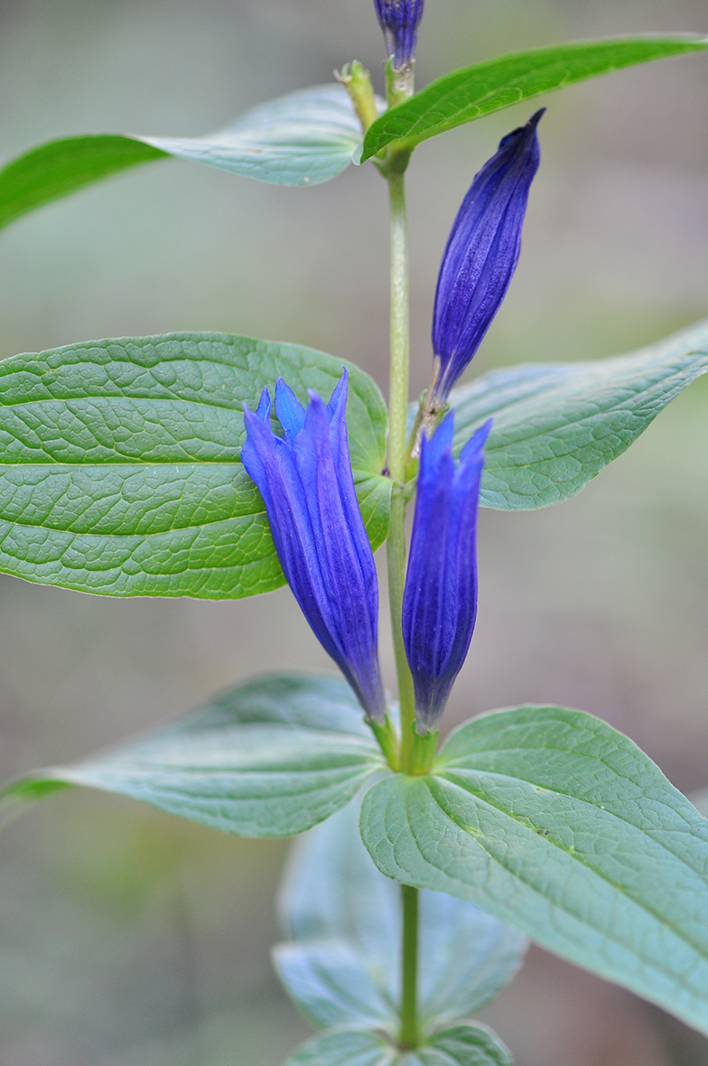 Gentiana asclepiadea