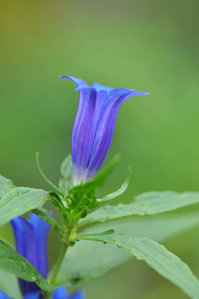 Gentiana asclepiadea