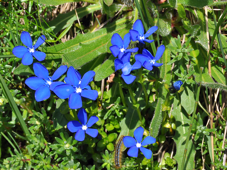 Gentiana bavarica