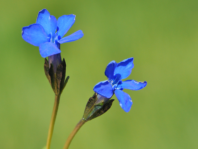 Gentiana bavarica