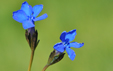 Gentiana bavarica