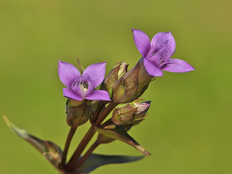 Gentiana campestris