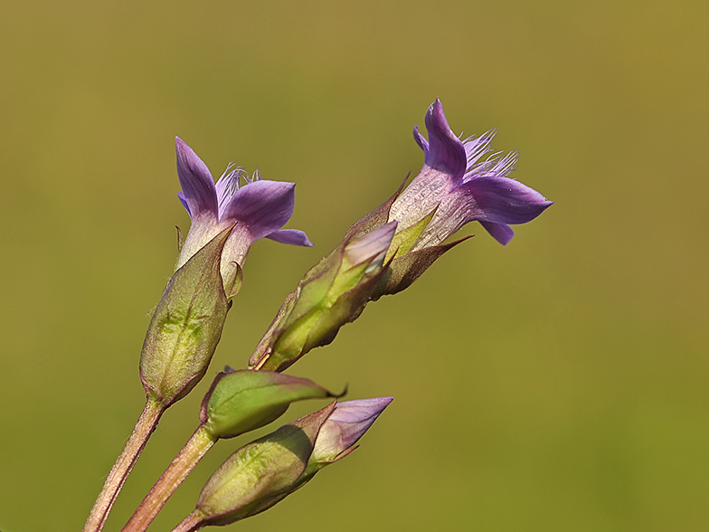 Gentiana campestris