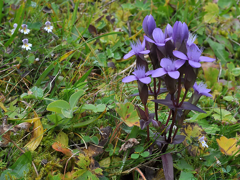 Gentiana campestris