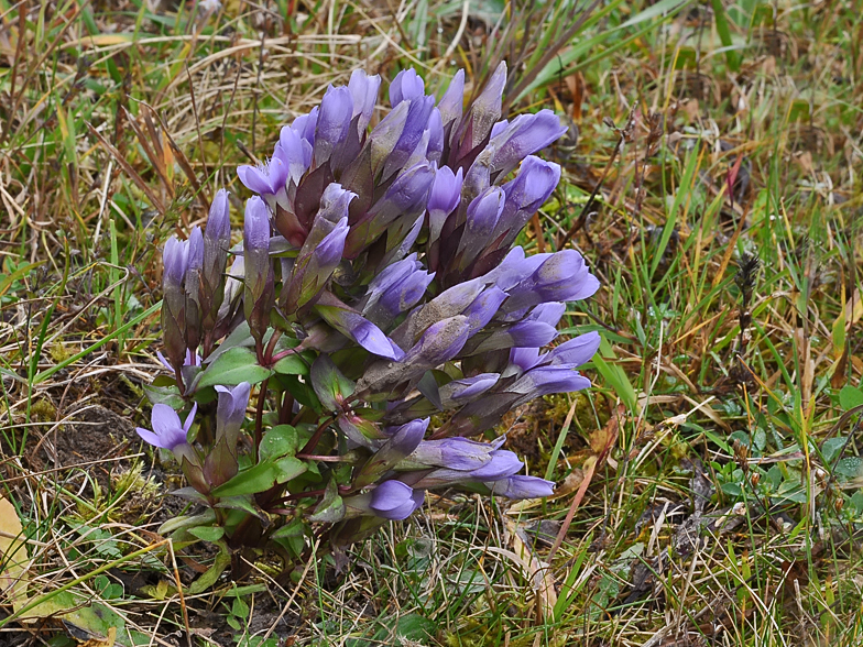 Gentiana campestris