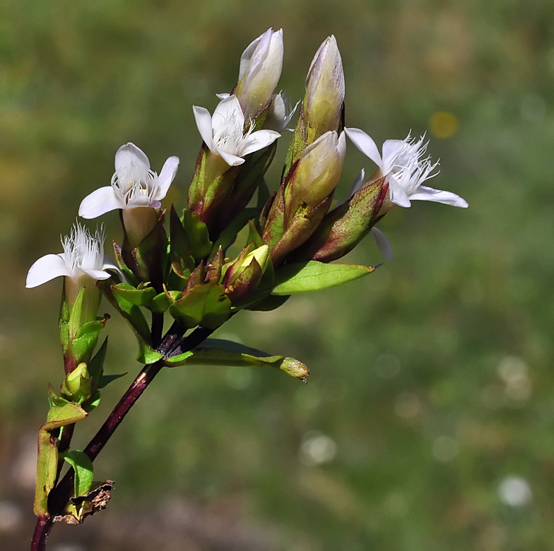 Gentiana campestris