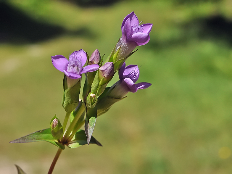 Gentiana campestris