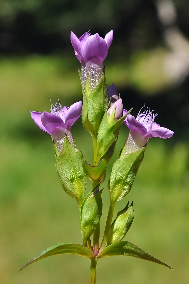 Gentiana campestris