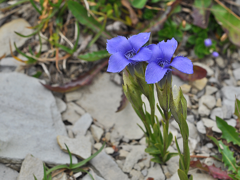 Gentiana ciliata