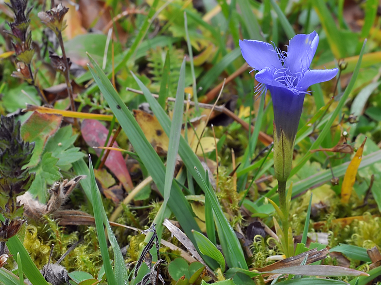 Gentiana ciliata