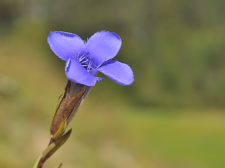 Gentiana ciliata