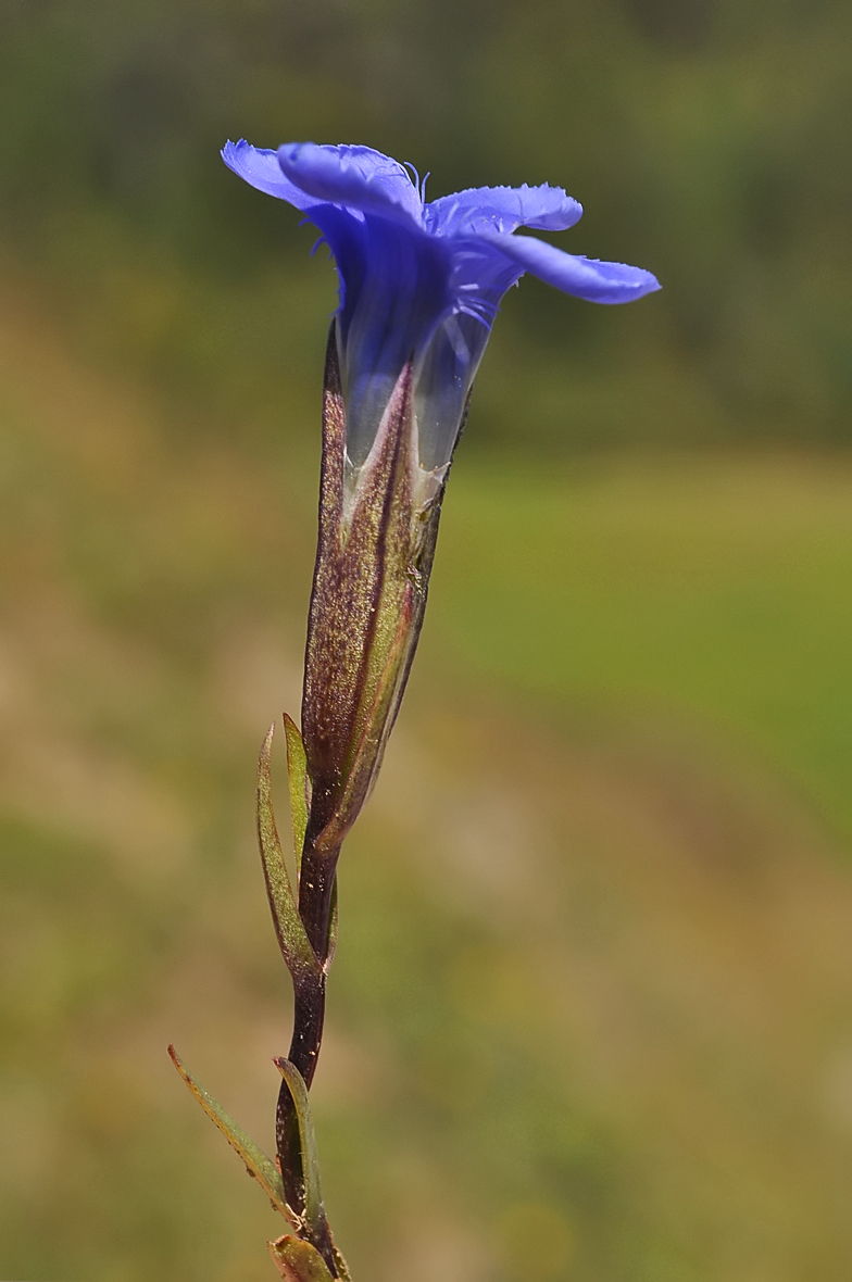 Gentiana ciliata