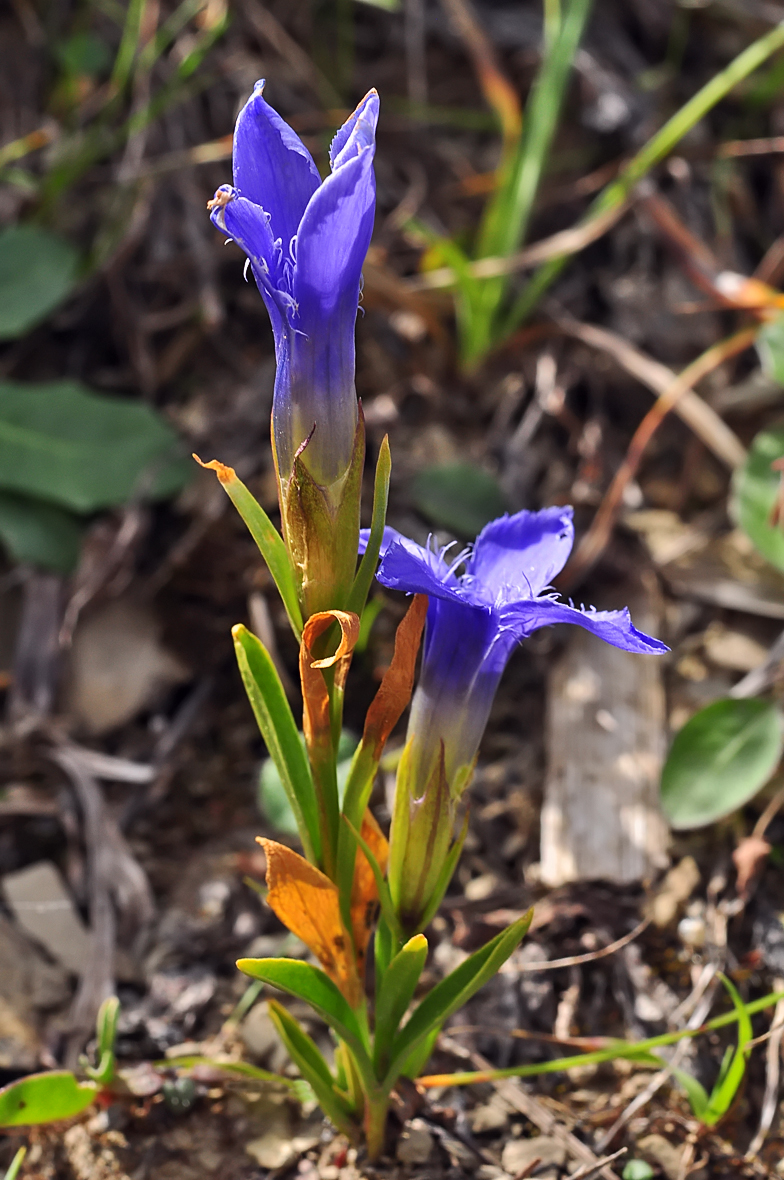 Gentiana ciliata