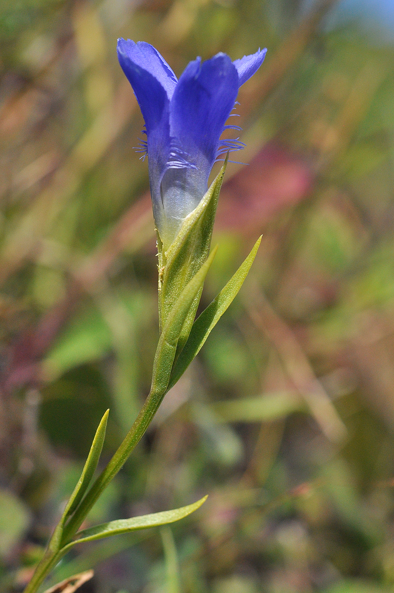 Gentiana ciliata