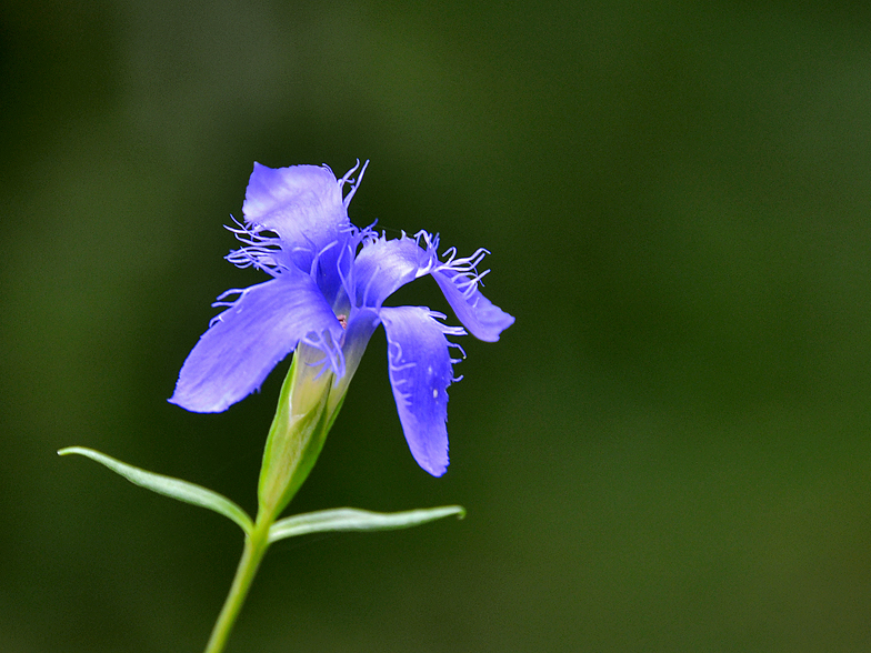 Gentiana ciliata