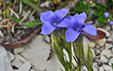 Gentiana ciliata