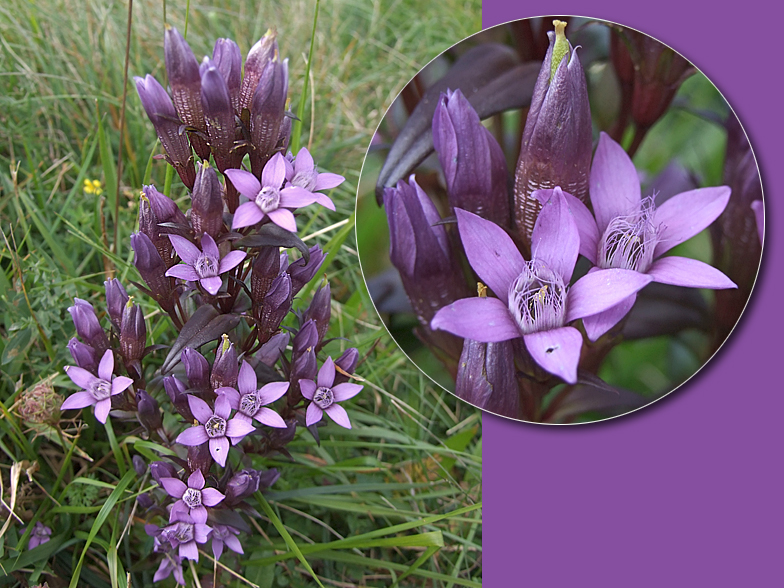 Gentiana germanica