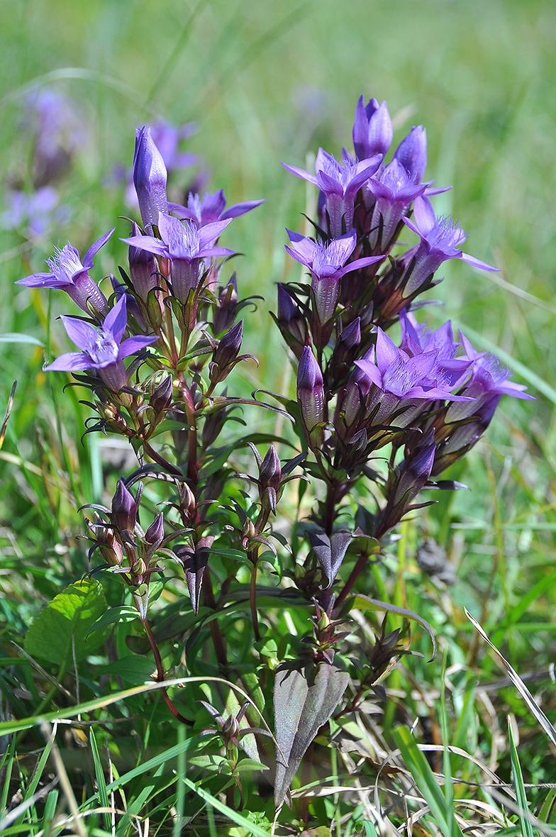 Gentiana germanica