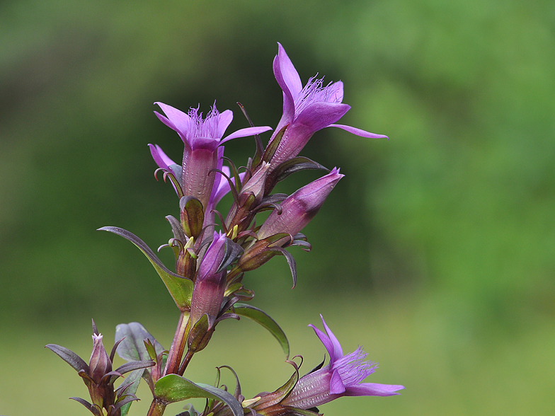 Gentiana germanica