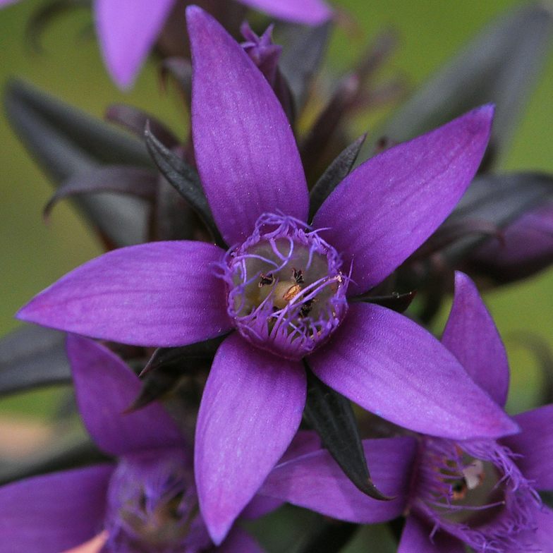 Gentiana germanica