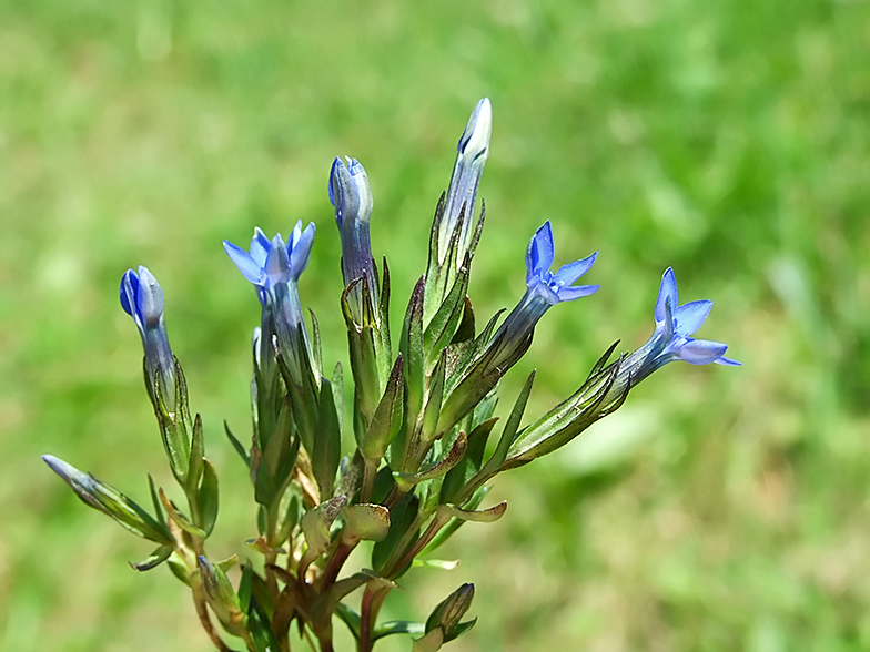 Gentiana nivalis