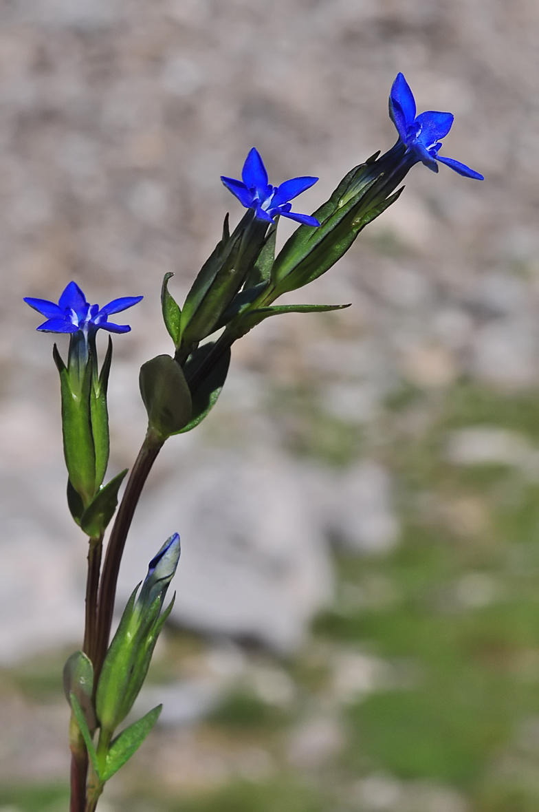 Gentiana nivalis