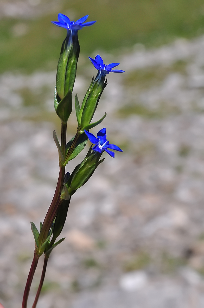 Gentiana nivalis