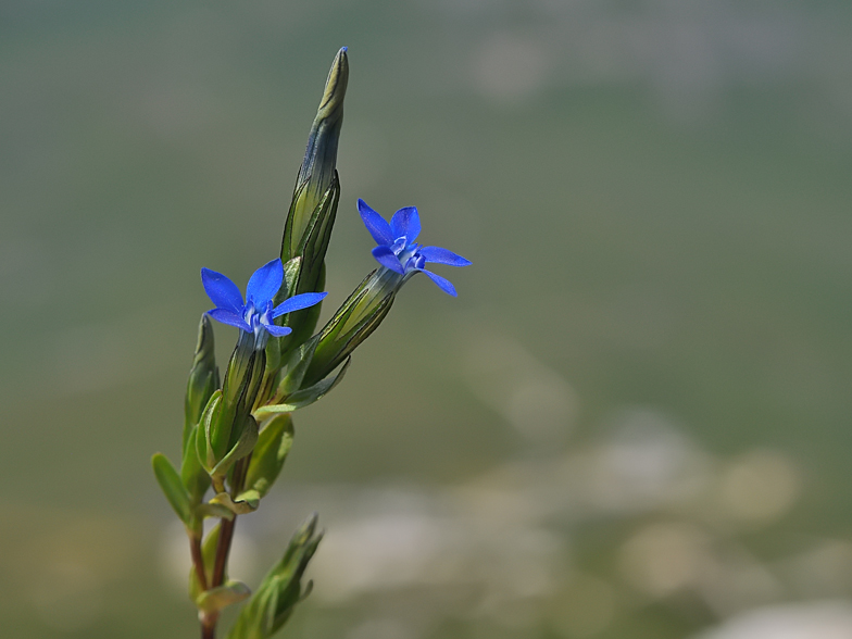 Gentiana nivalis