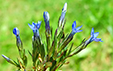 Gentiana nivalis