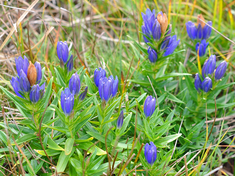 Gentiana pneumonanthe