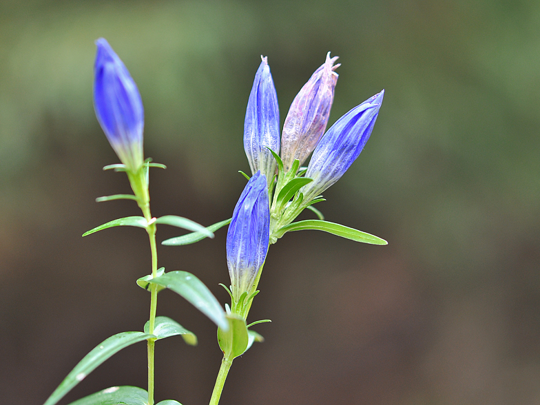 Gentiana pneumonanthe