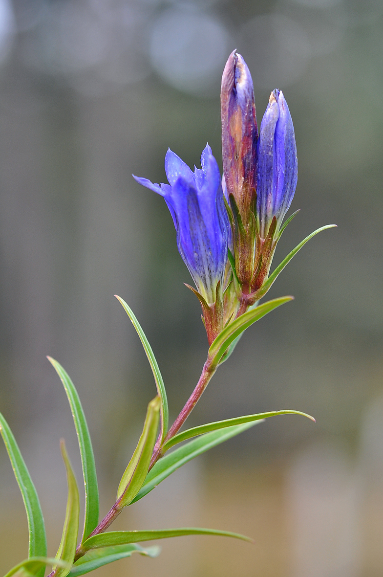 Gentiana pneumonanthe