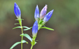 Gentiana pneumonanthe