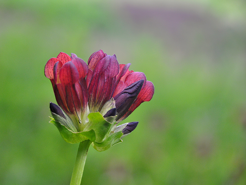 Gentiana purpurea