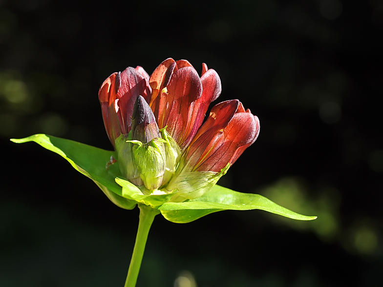 Gentiana purpurea