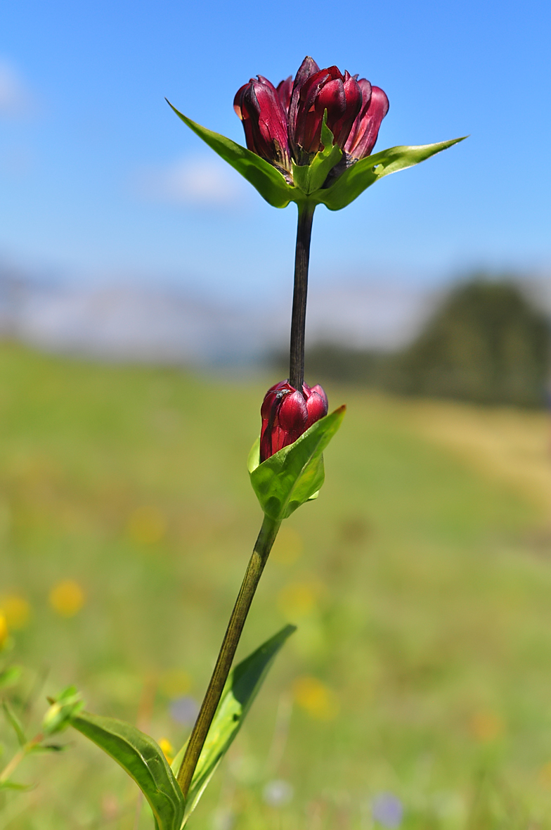 Gentiana purpurea