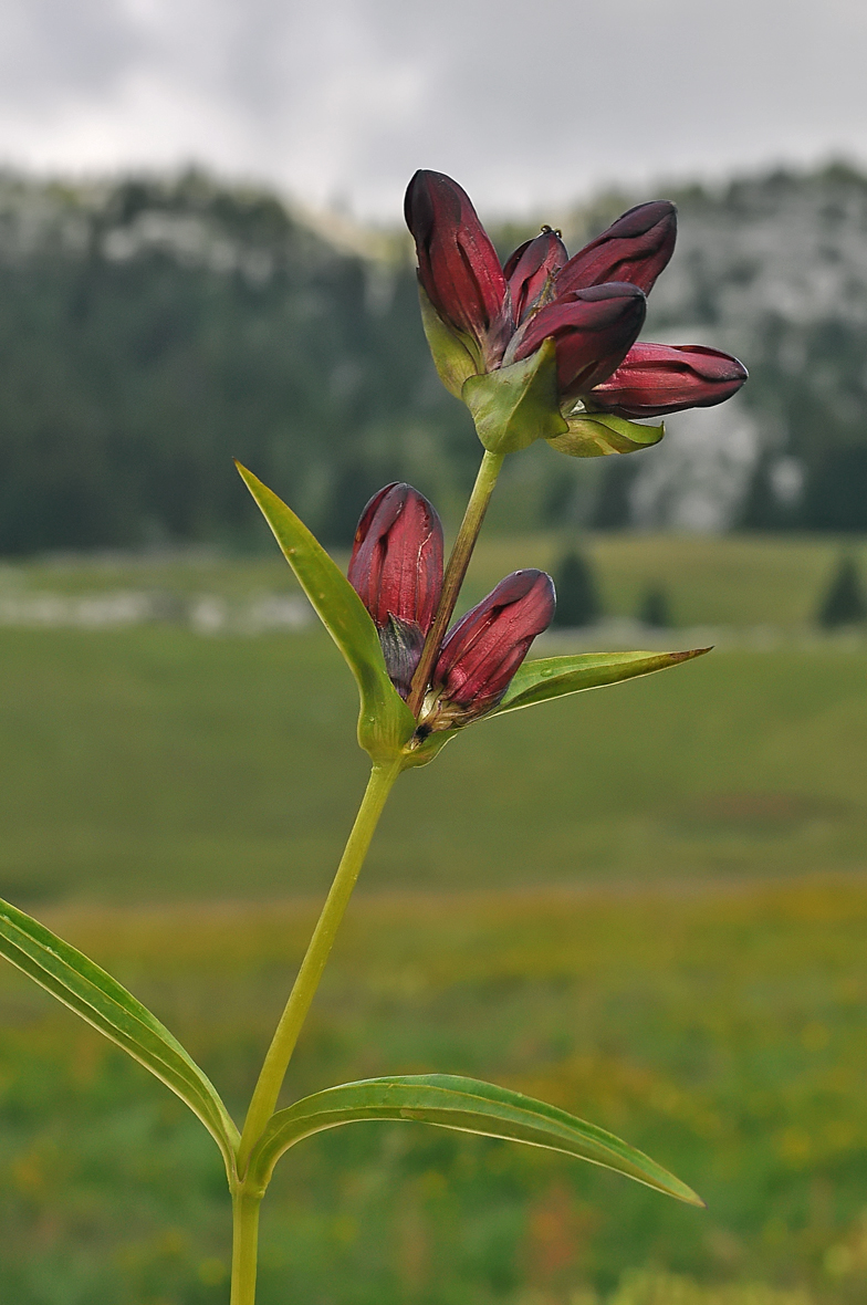 Gentiana purpurea