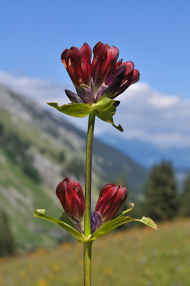 Gentiana purpurea