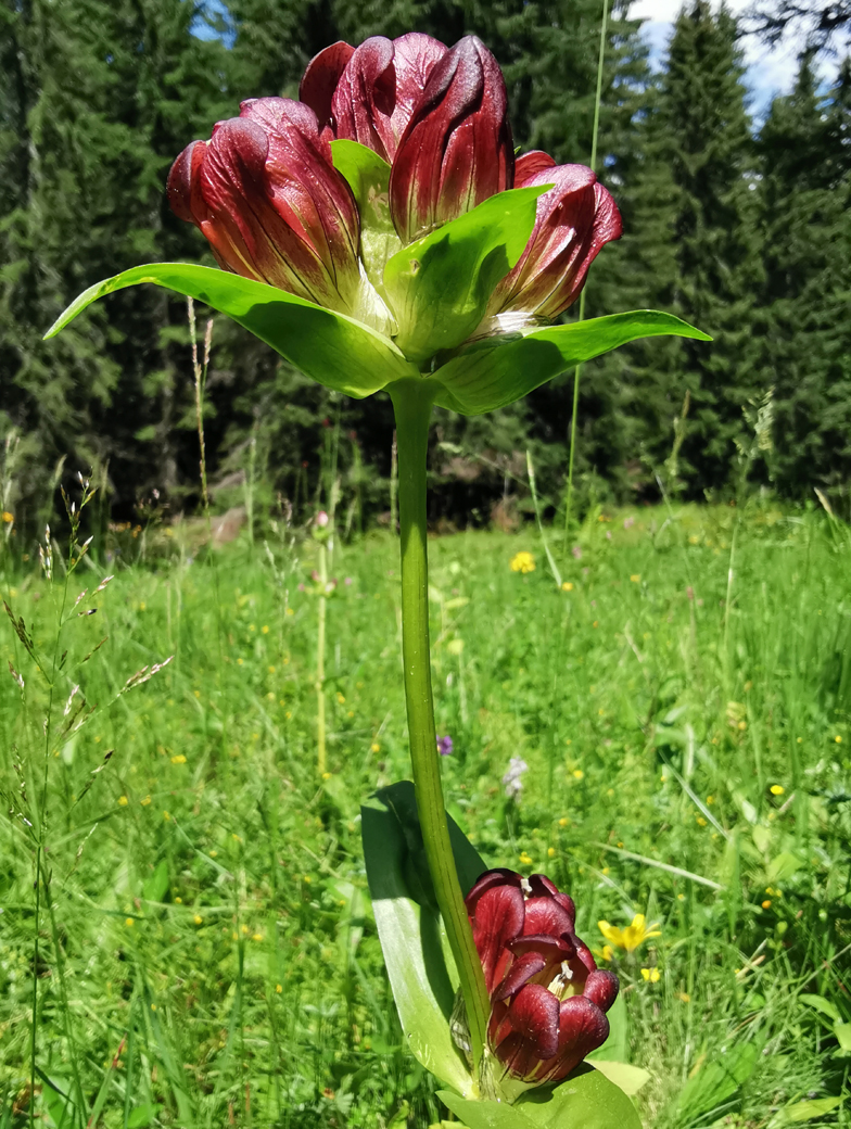 Gentiana purpurea