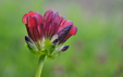 Gentiana purpurea