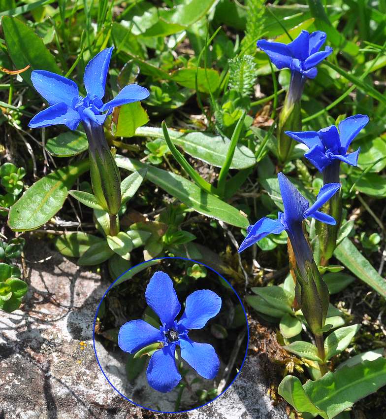 Gentiana verna