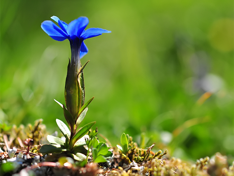 Gentiana verna