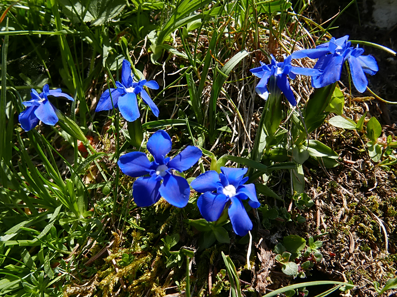 Gentiana verna