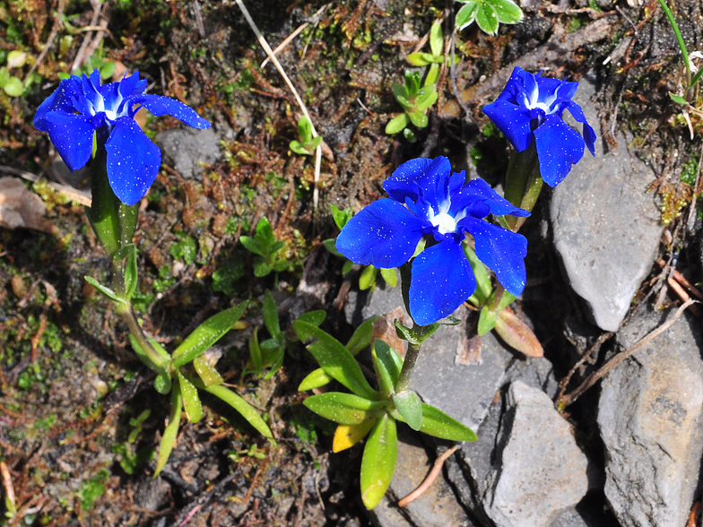 Gentiana verna