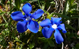 Gentiana verna