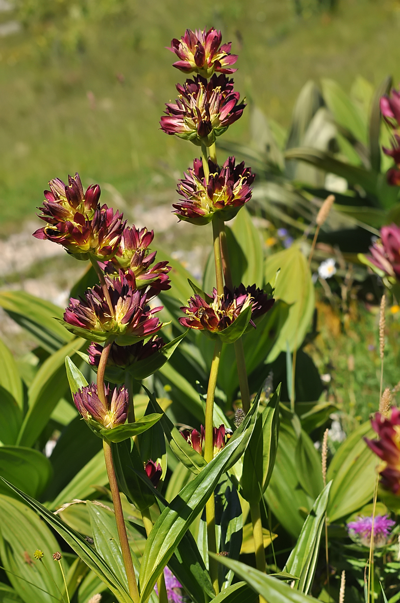 Gentiana x hybrida