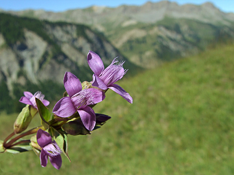 Gentiana campestris