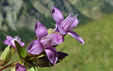 Gentiana campestris