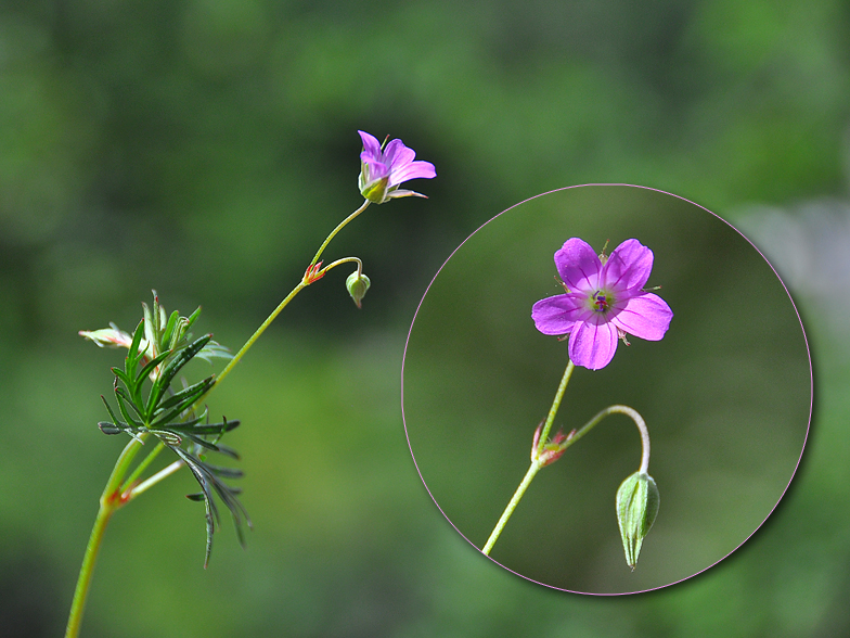 Geranium colombinum