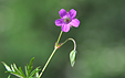 Geranium colombinum